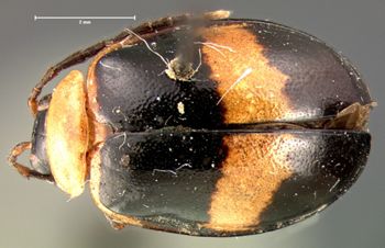 Media type: image; Entomology 19419   Aspect: habitus dorsal view
